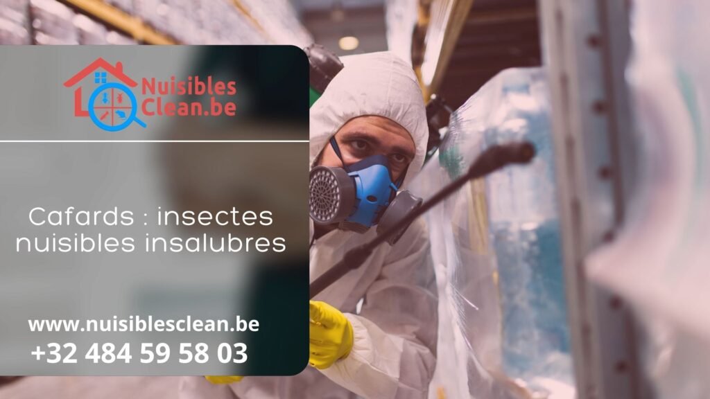 Cafards : insectes nuisibles insalubres